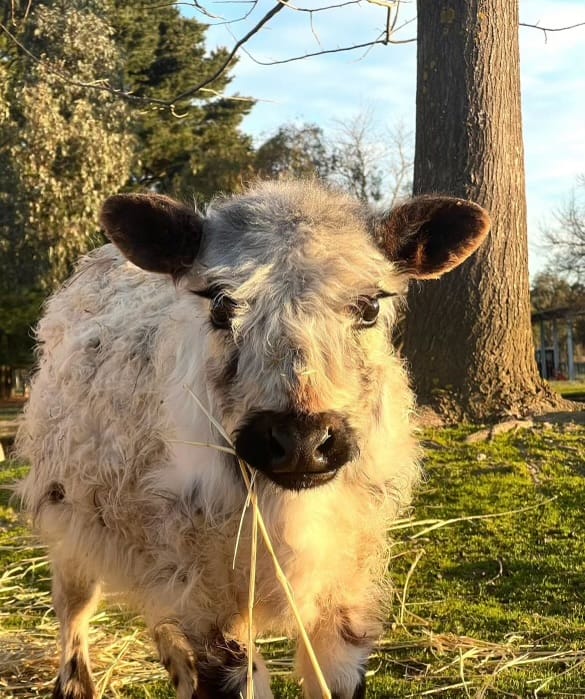 Have you seen this cow?