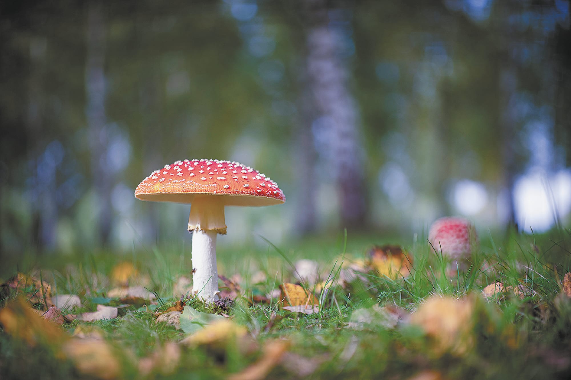 SA Health warning about eating mushrooms